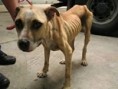 /album/je-to-krute-ale-je-to-tak/animal-cruelty-starved-jpg/