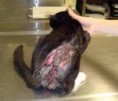 /album/je-to-krute-ale-je-to-tak/burnedkitty-jpg/