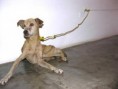 /album/je-to-krute-ale-je-to-tak/dog-tied-up-jpg/