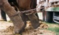 /album/je-to-krute-ale-je-to-tak/elephant1-jpg/